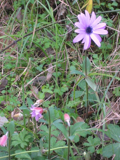 Cranebill flowers